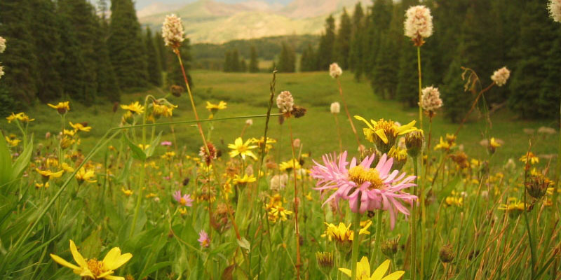 Breckenridge, CO Summer