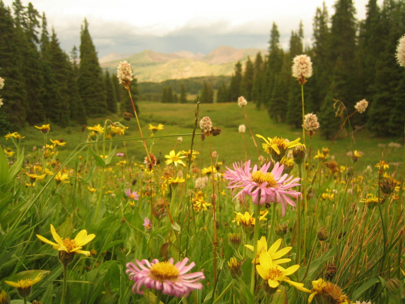 colorado summer ski area