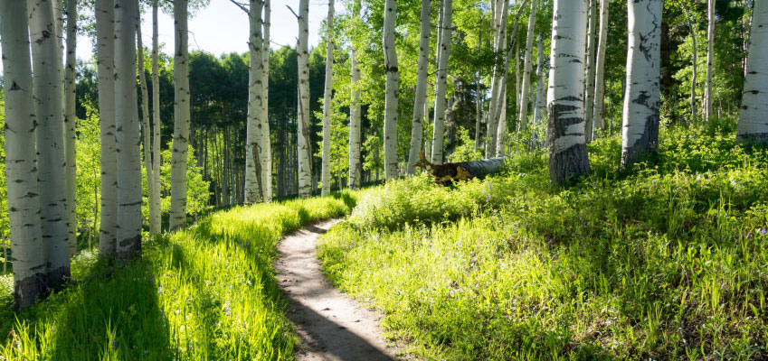 colorado summertime trail